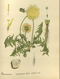 study herbalism dandelion