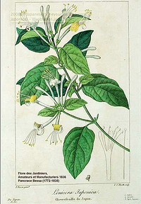 chinese herb honeysuckle