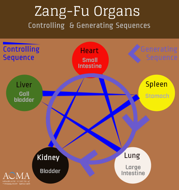 Chinese Medicine School: Zang-fu Organ System