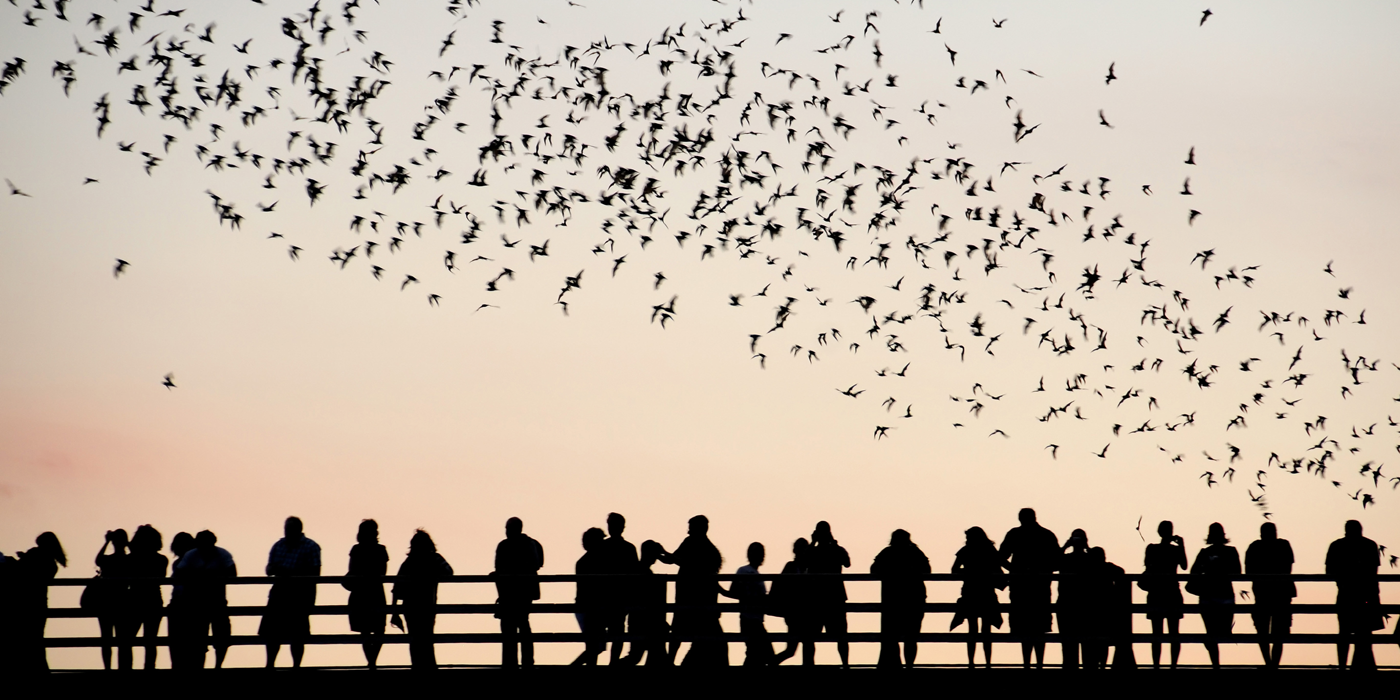 Austin TX bats South Congress bridge